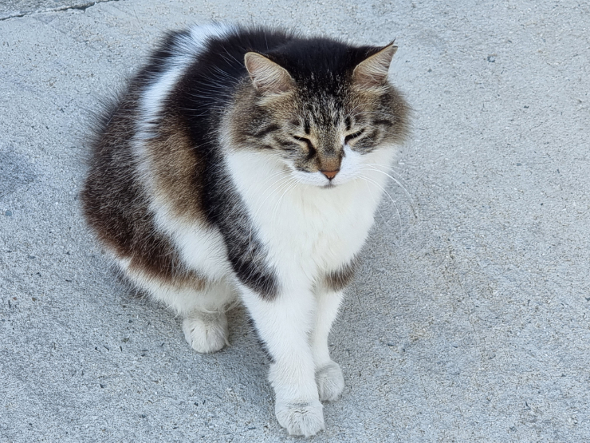 Katze 1