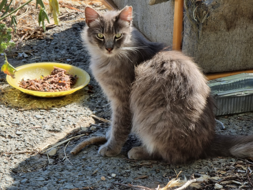Katze 4
