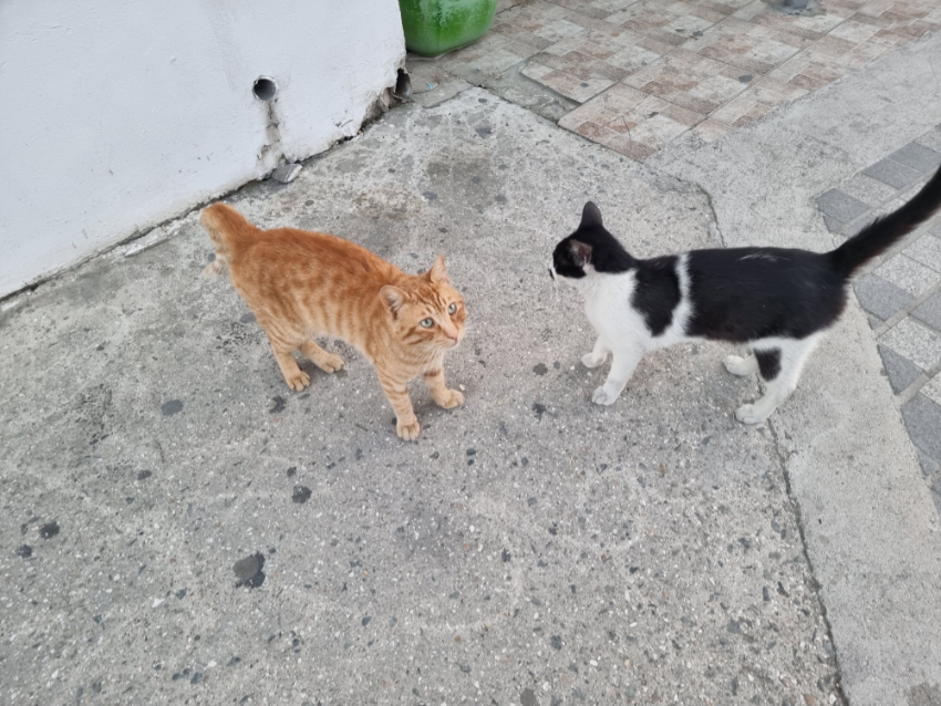 Katze 3