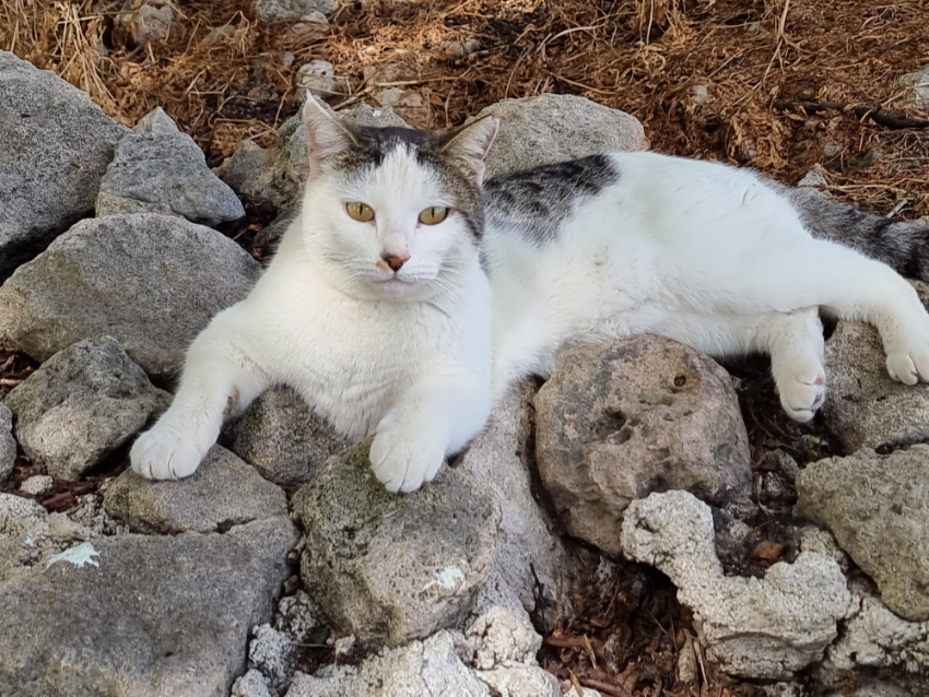 Katze 2